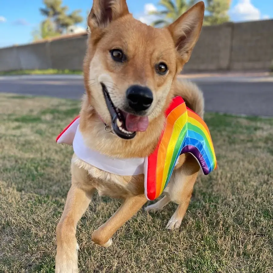 Basenji and Shiba Inu mix