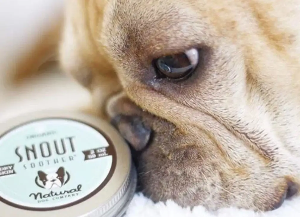 how to apply Snout Soother for dogs