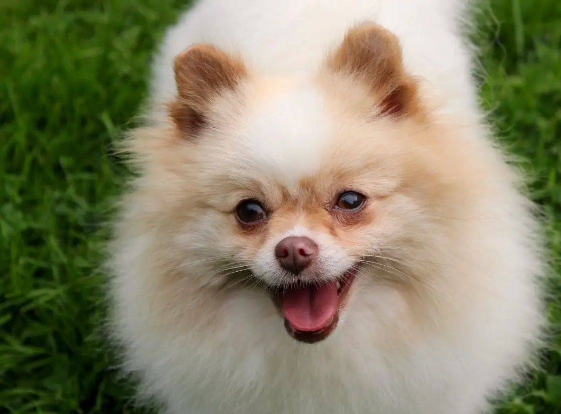 Beaver Merle Parti Pomeranian