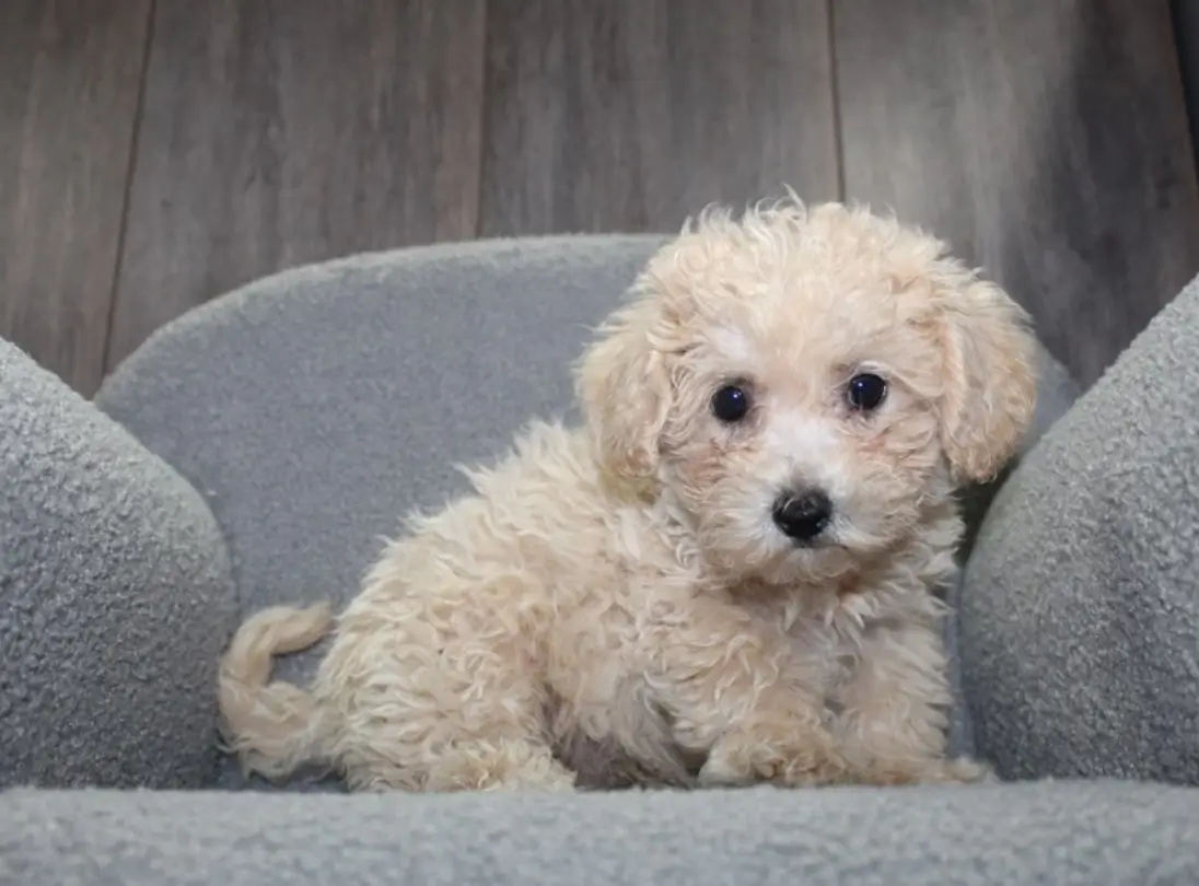 Bichapoo Puppies for Sale