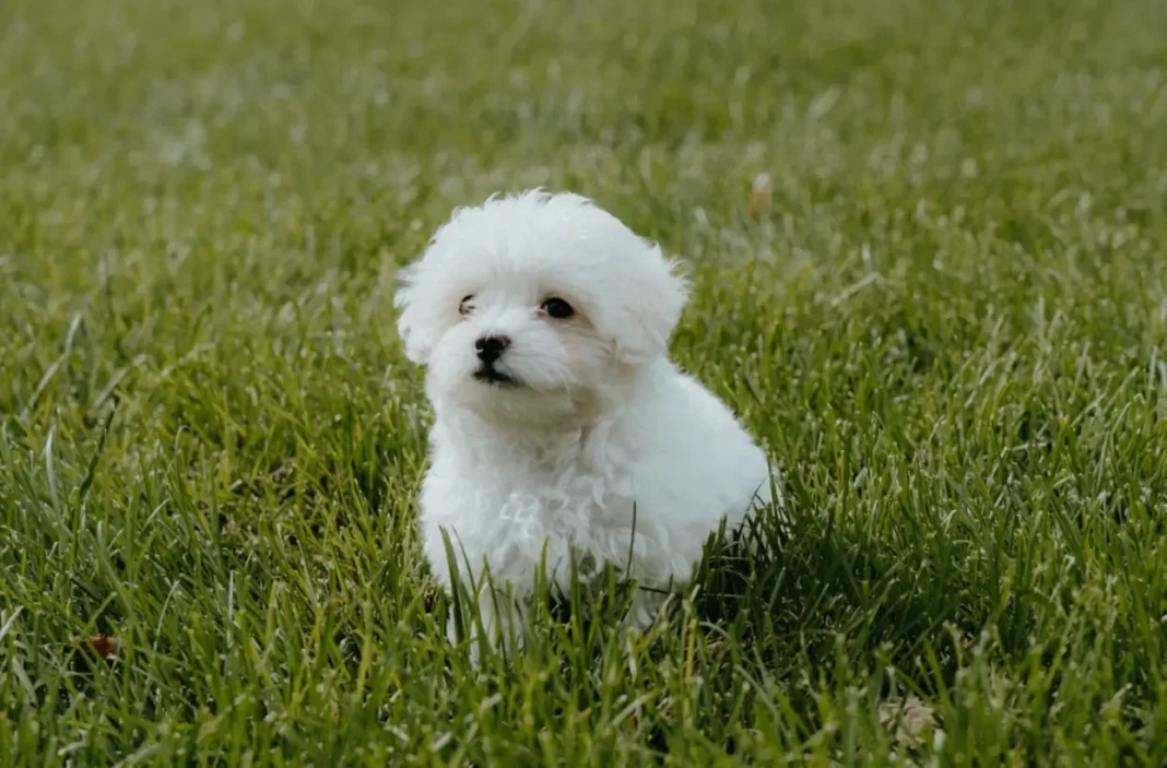 malshipoo