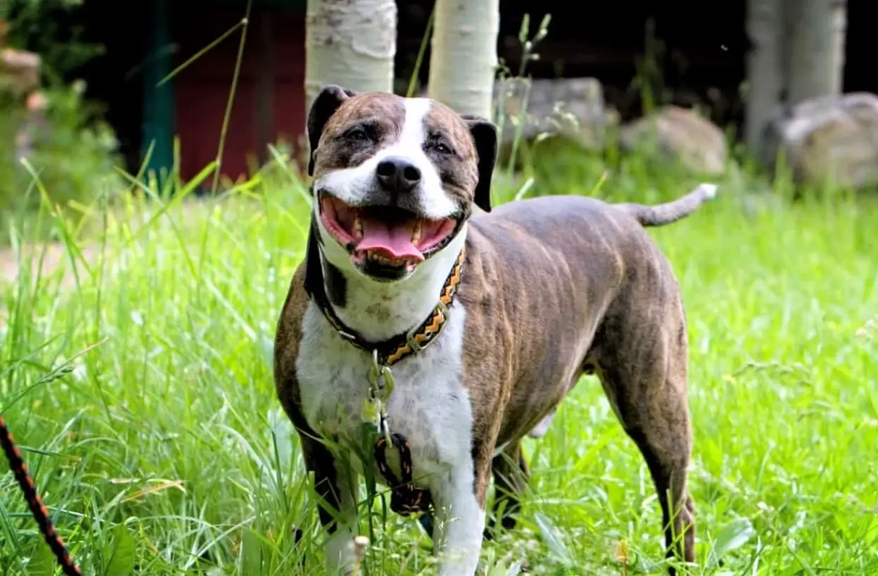 Colby Pitbull bloodline