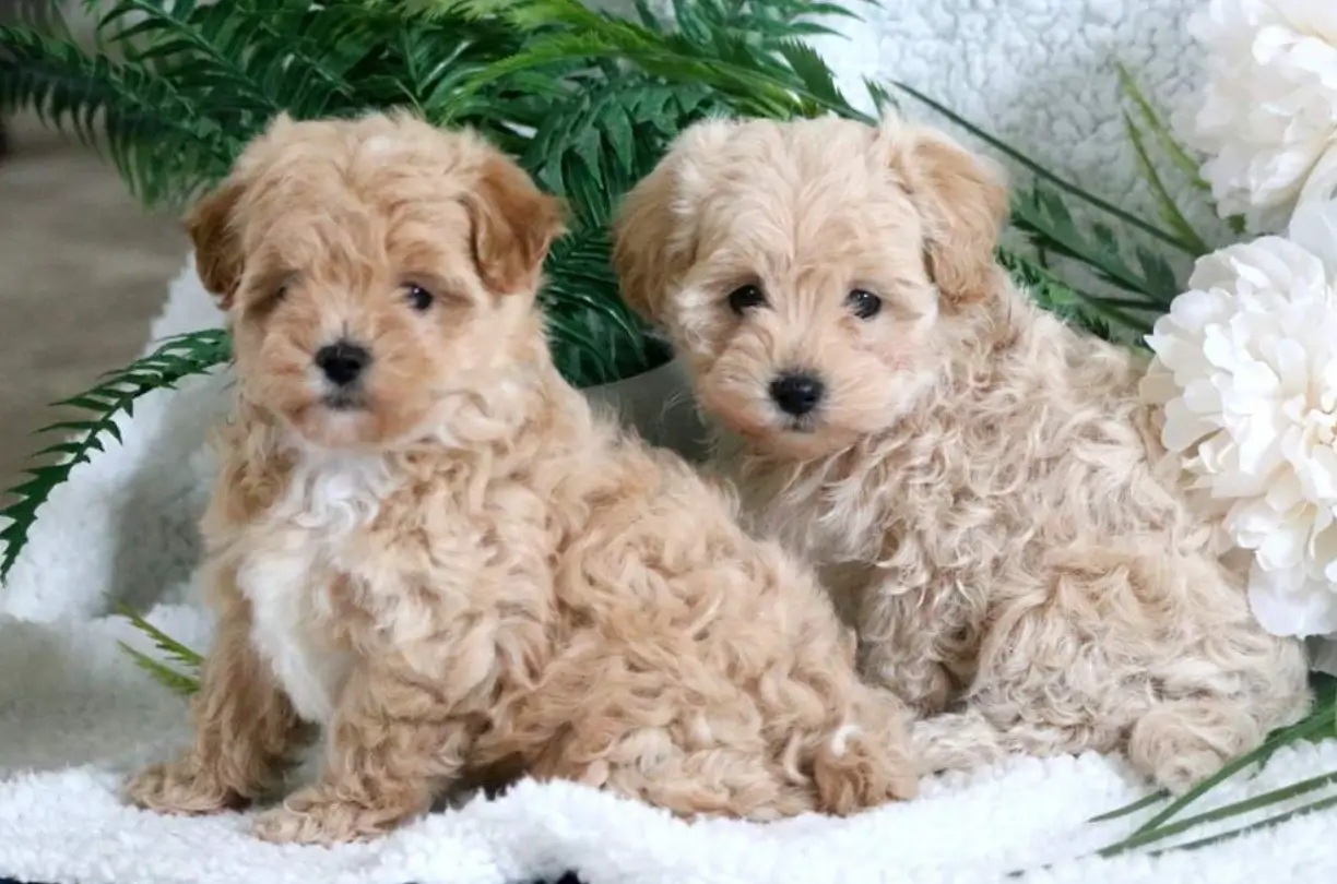 malshipoo puppies for sale