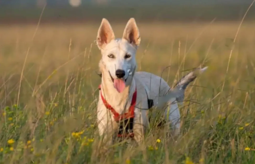 Husky White German Shepherd mix