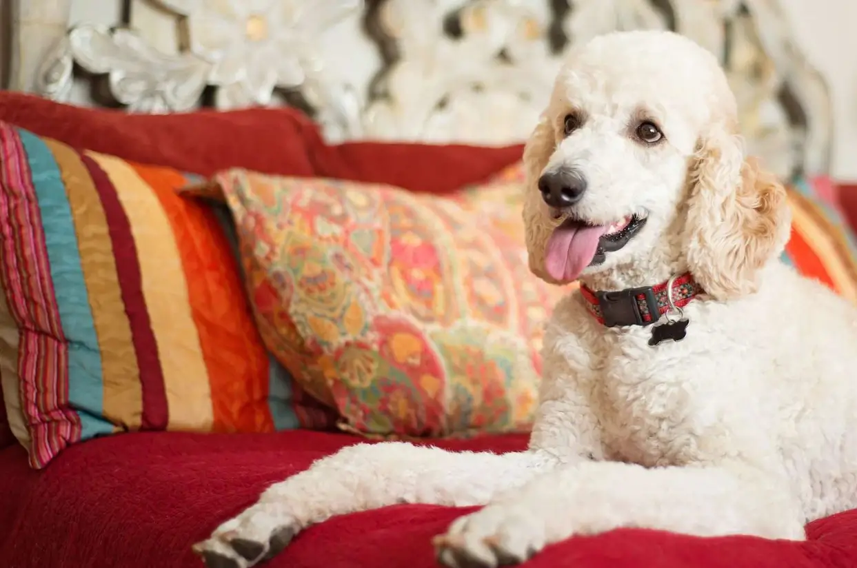 White standard Poodle grooming