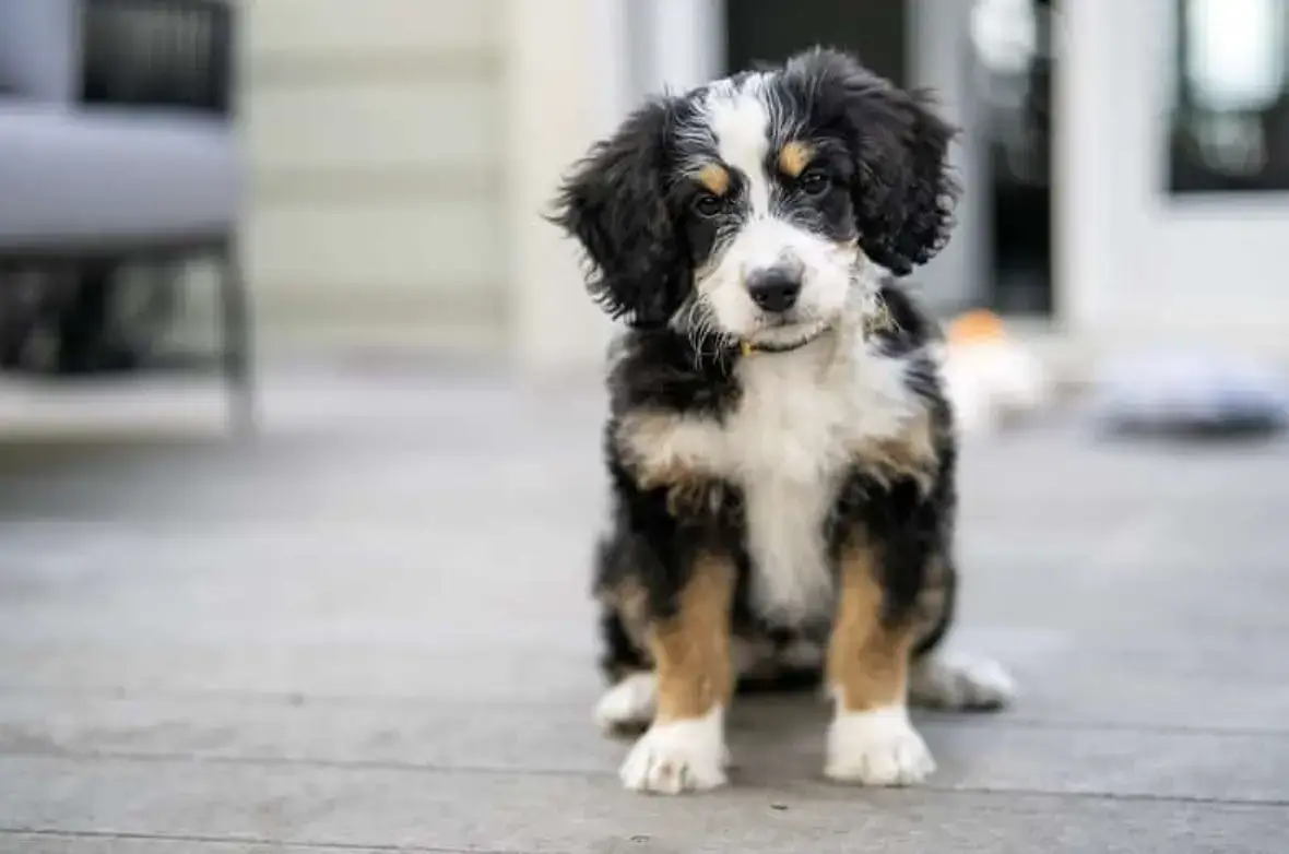 what is the size of an adult Bernedoodle?