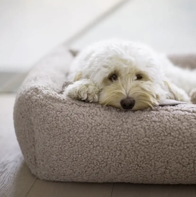 how to choose the best boucle dog bed