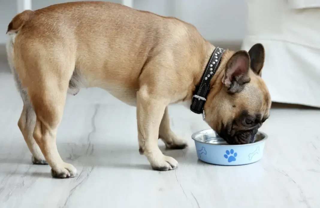 can frenchies eat broccoli?