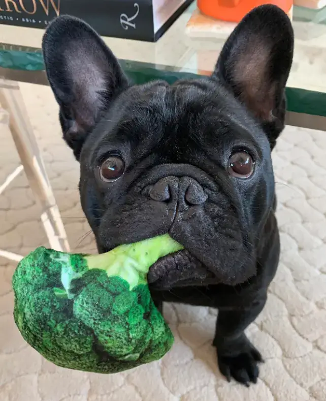 Can French Bulldogs eat broccoli?