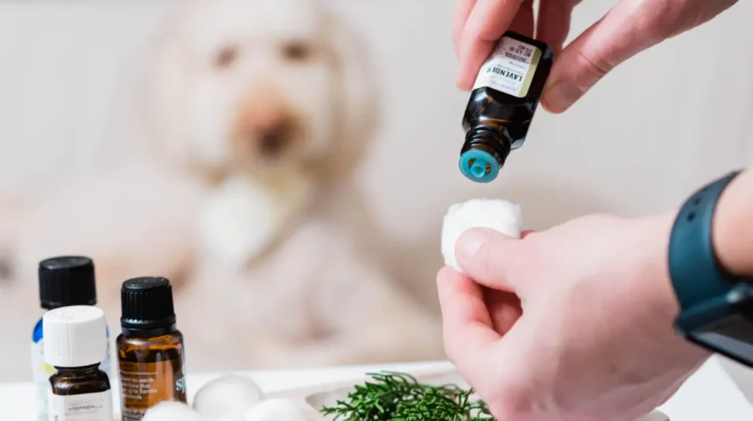 is cedar oil harmful to dogs?