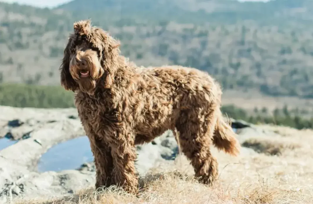 newfoundland poodle mix