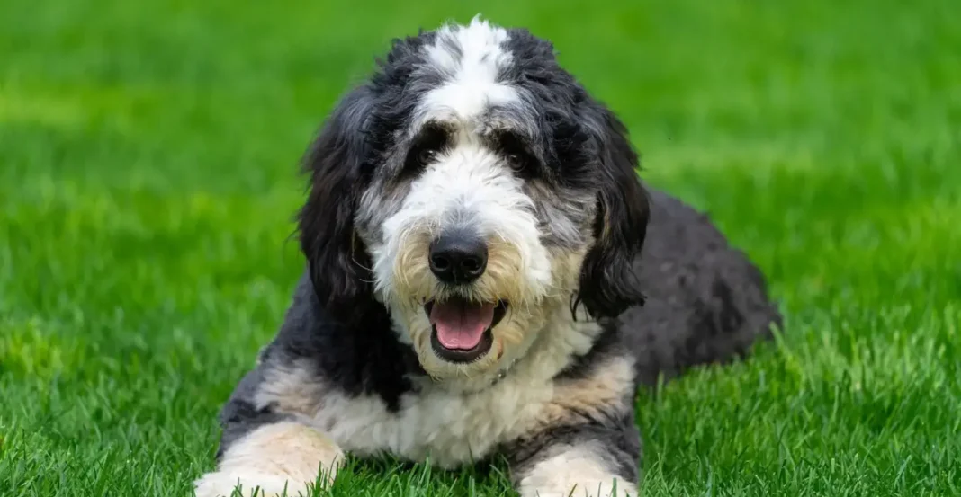adult Bernedoodle size