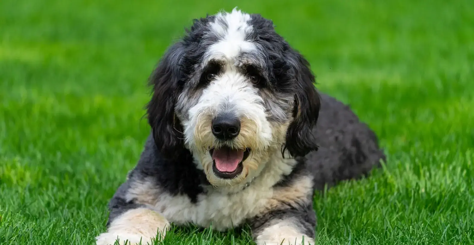 What Is The Size Of An Adult Bernedoodle?