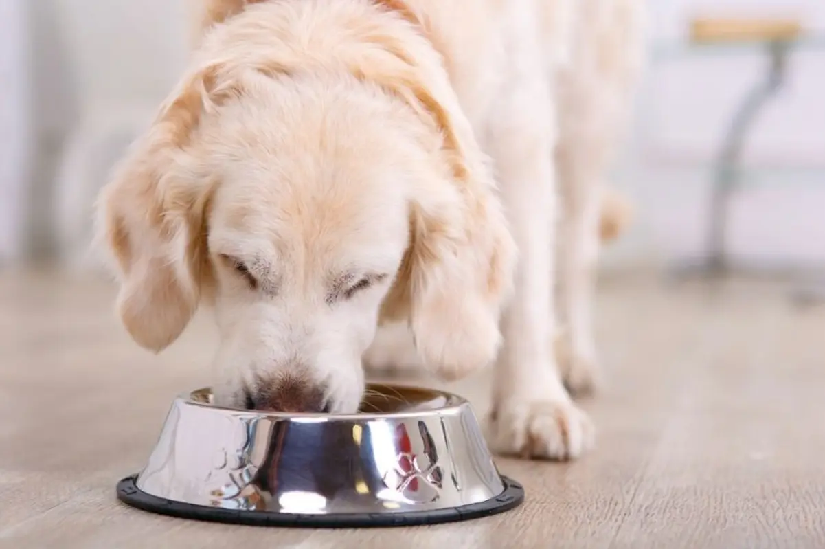 can dogs eat freeze-dried strawberries?