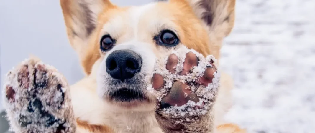 shea butter for dogs paws