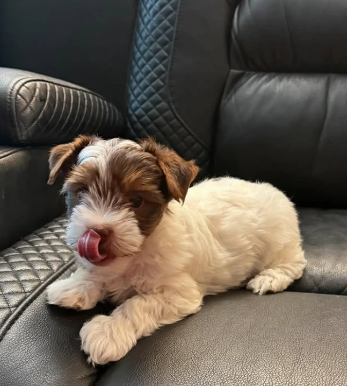 How rare are chocolate parti yorkies?