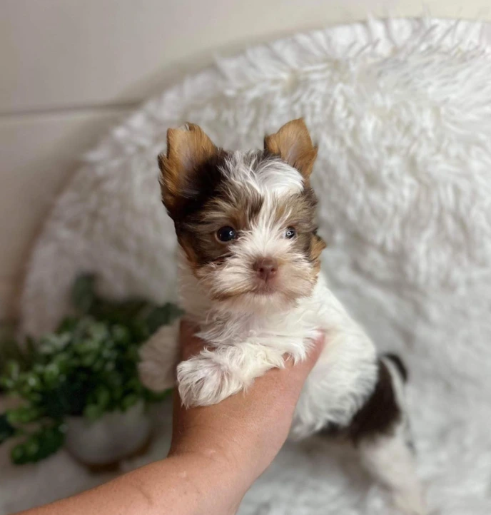 chocolate parti yorkie