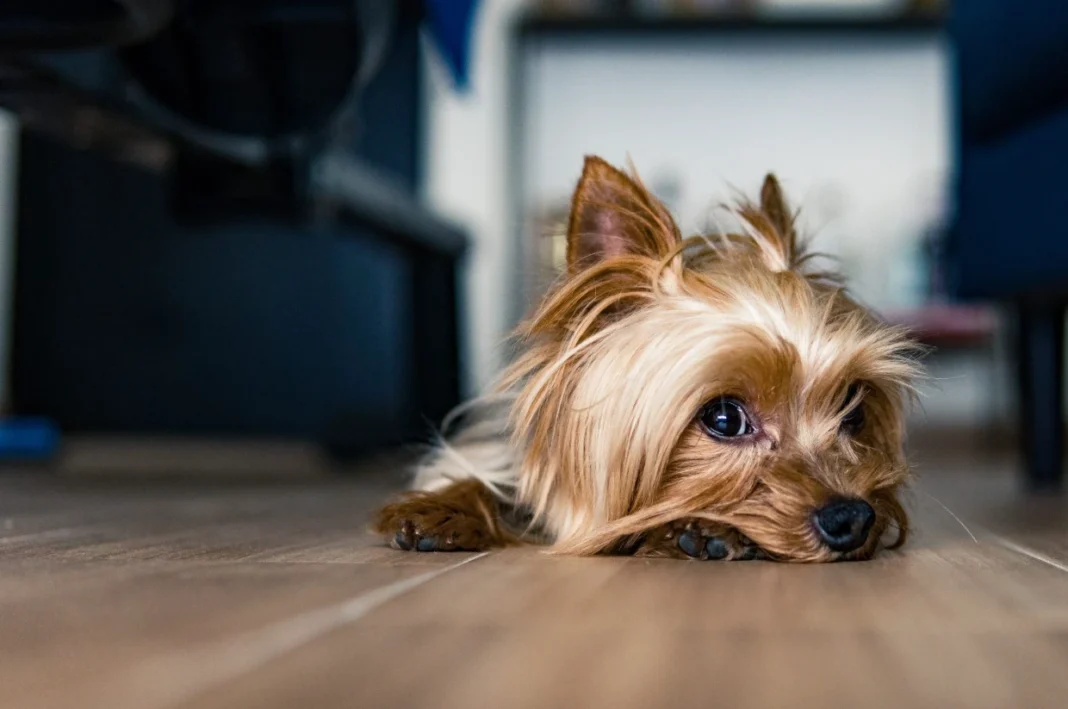 what is a chocolate parti yorkie?